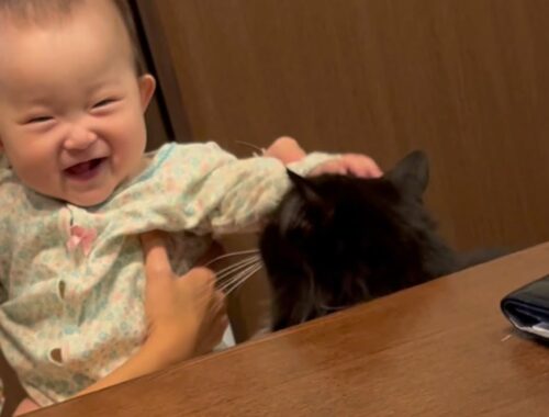 頭を撫でさせて赤ちゃんを笑顔にする猫　ラガマフィン　A cat that strokes its head and makes a baby smile