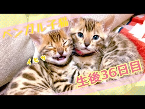 【生後36日目】ベンガル猫ベルの子猫の成長記録