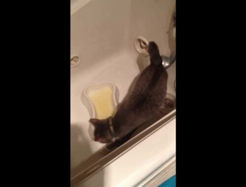 Potty trained Manx Cat Pees in a water bowl