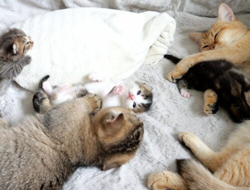 How mother cat and sister cat raise their kittens