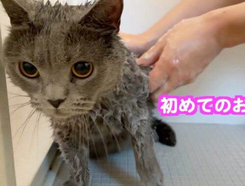 初めてお風呂に入った猫のシャルトリューがこちらです。まるちゃんお風呂が嫌いすぎました。