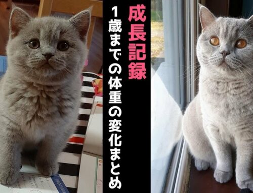 【成長記録】子猫 (2ヶ月半)~1歳までの体重の変化【ブリティッシュショートヘア】