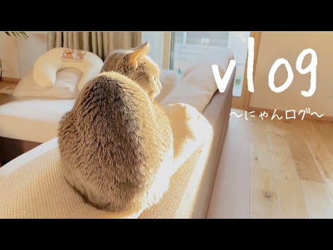 【vlog】猫様の1日の過ごし方。ロシアンブルーとの暮らし。【にゃんログ】