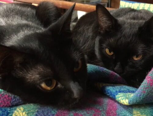 4匹の黒猫ボンベイ家族の 1日☆Four black cats Bombay family's day！Black bombay cat（黒のボンベイ猫）