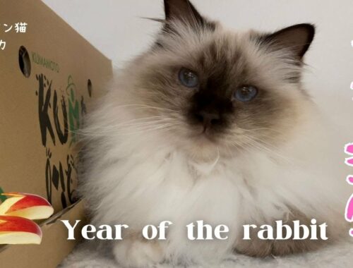 バーマン猫ミカ【うさぎ年】Year of the rabbit（バーマン猫）Birman/Cat