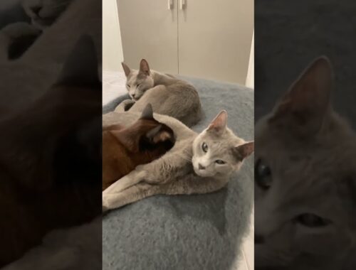 Two Russian Blues and One Burmese Cat