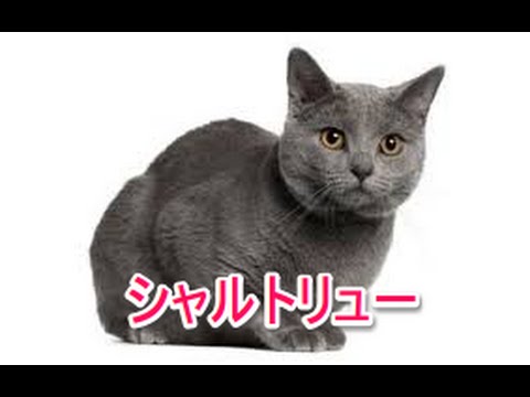 【猫図鑑】シャルトリュー