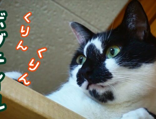黒白はちわれ猫のボブテイル【カギしっぽ】Bobtail cat