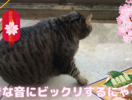 【ビックリ】大きな音にビックリするにゃらん。【日本猫のにゃらん】