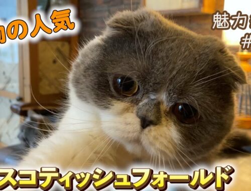 人気No.1猫種『スコティッシュフォールド』×『猫カフェモカ』魅力紹介