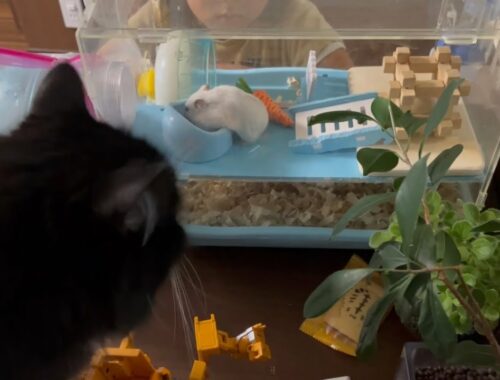 ハムスターと同居可能な猫　ラガマフィン　Cats that can coexist with hamsters