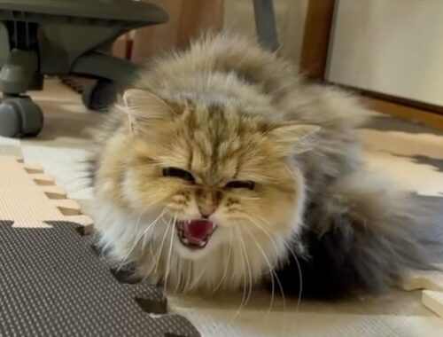 【ペルシャ猫】トリミング綺麗な美猫に！お留守番の子猫の反応がすごかった！