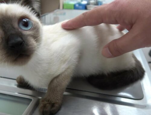 保護してから1ヶ月が経ったシャム子猫😹病院での2回目の受診の様子を🐱🐾📹