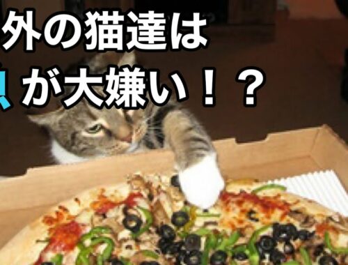 "猫の好物＝魚"は日本だけだった！？海外の猫の好物が意外すぎる