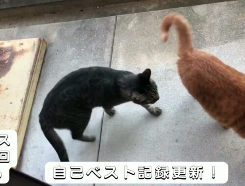 【日本猫のミーちゃん】これは、もしや。。。本当にギネス記録に載るのか