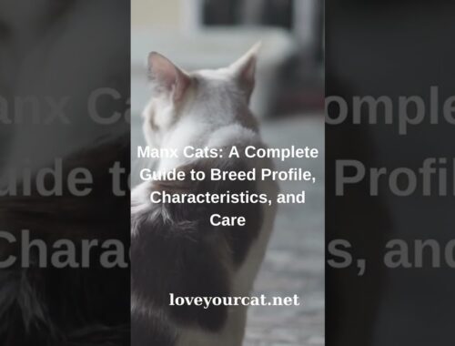 Manx Cats A Complete Guide to Breed Profile, Characteristics, and Care #shorts