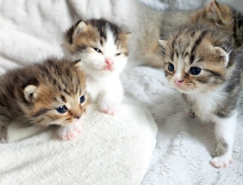Information about names for three baby kittens