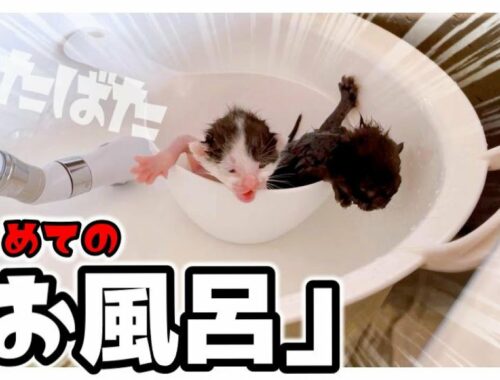 【子猫のシャンプー】おしっこ汚れがひどくて洗いました★ミニ洗面器がちょうどいい【保護猫のお風呂】