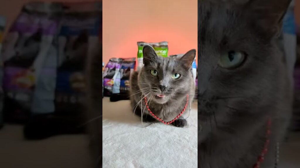 ЧТО БЫ Я ТАК ЖИЛ /#korat #cat ЧТО БЫ Я ТАК ЖИЛ /#korat #cat