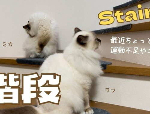 上がると運動になるニャ〜【階段】Stairs（バーマン猫）Birman/Cat