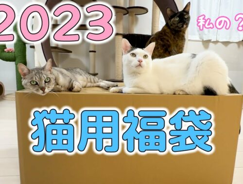 2023年！14000円の猫用福袋を開封します！！