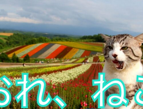 北海道の猫　✕【おれ、ねこ】