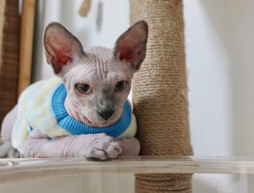 子猫が初めて先住猫愛用のキャットタワーを探検【スフィンクス猫】