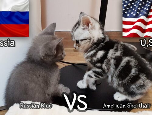 American Shorthair VS Russian Blue -  a kitten Fight Story