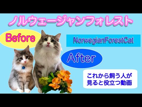 驚きの変化‼️ノルウェージャンフォレストキャット【トリセツと成長記録】❤️Before&After/Norwegian Forest Cat