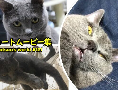 猫のカツオさんショートムービー集【シャルトリュー/cat】