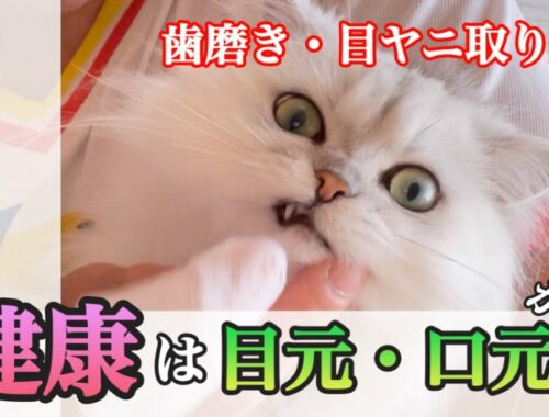 【猫の歯磨き】ペルシャ女子の健康は目元・口元から【目ヤニ取り】
