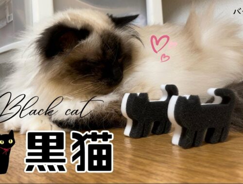 バーマン猫ガブとスポンジ猫【黒猫】Black cat（バーマン猫）Birman/Cat