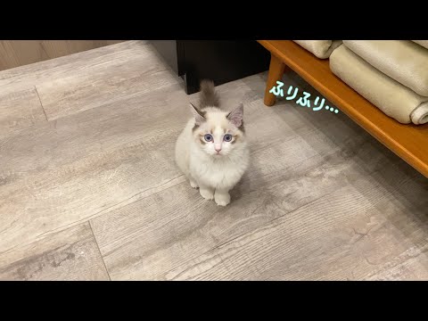 【子猫】甘えん坊ラグドールのるながかわいすぎた【渋谷公園通り店】