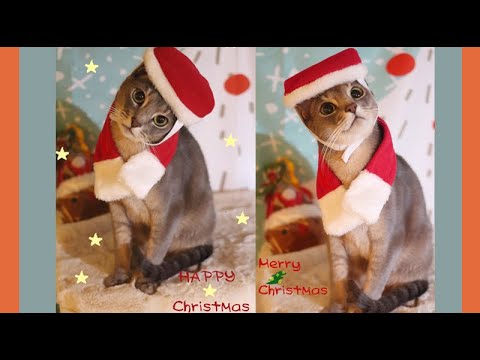 クリスマス猫ちゃん（アビシニアンMIX） #shorts