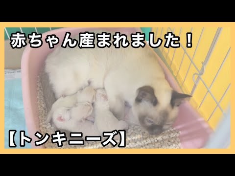 トンキニーズの赤ちゃん産まれました　cat birth【癒し動画】【kitten】