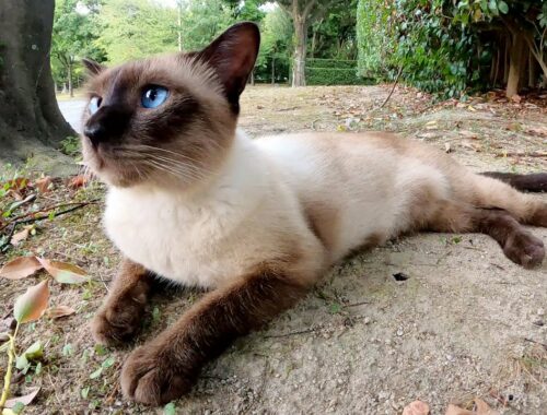 ブルーの瞳のシャム猫が地面にペタンとなって脱力する