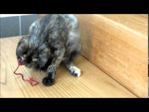 コラット猫（ミックス）・サビ猫-雌-0.5歳-08・24-9・20-1