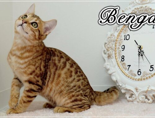 【トラジちゃん】なんて美しくてカッコいい猫ちゃん、ベンガルの初シャンプー【ベンガル】