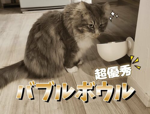 機能性抜群なご飯皿に変えたら猫の食べっぷりが…！！【サイベリアンのラフィ#243】