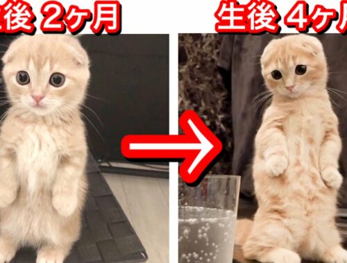 【生後２ヶ月〜４ヶ月】短足マンチカンの子猫の成長記録