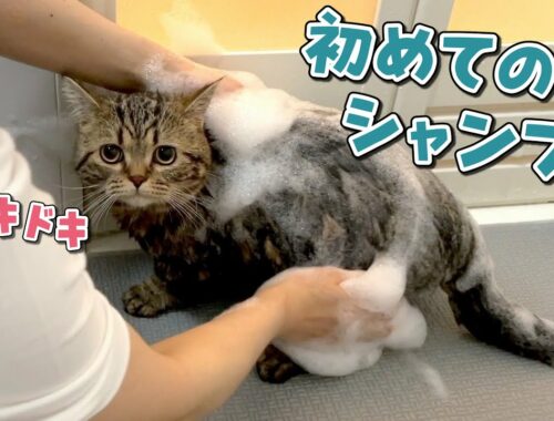生まれて初めてお風呂に入ったらキャラ崩壊しちゃった猫！