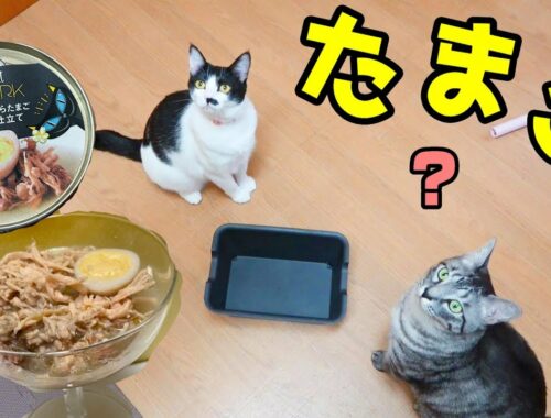 全米で大ヒット！のごはんを純日本猫にあげてみたら Tiki Cat   A big hit with rice! If you give the rice to a pure Japanese cat
