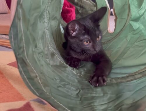 【黒猫】新しいトンネルに喜びが爆発！！【保護猫/日本猫/子猫】