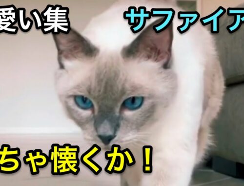 【シャム猫】高貴なサファイアブルー猫ちゃん！かわいい集【なつく】
