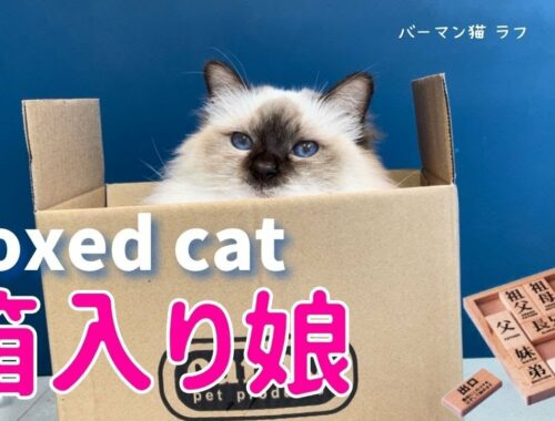 箱の中のバーマン猫【箱入り娘】Boxed cat（バーマン猫）Birman/Cat
