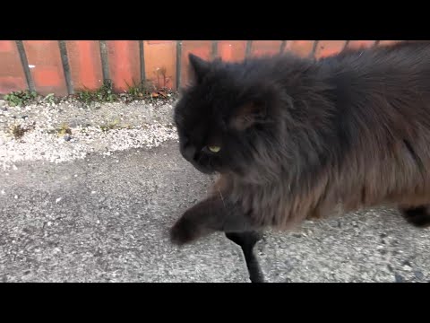 風になびくフワフワ黒ペルシャ猫と公園散歩【野良猫の暮らし生活】Stray cat videos