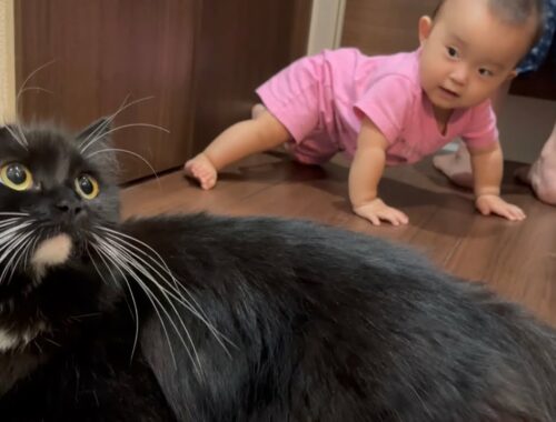 赤ちゃんに負けじとママの後追いをする猫　ラガマフィン　cat that follows mom with baby