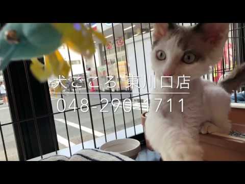 川口市　デボン・レックス　甘えん坊な猫　カール毛　珍猫　プードルキャット