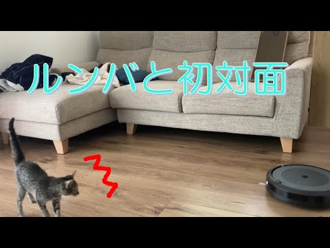 子猫パウロとルンバの初対面【エジプシャンマウ】 / Reaction that kitten encountered rumba