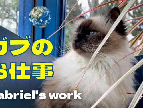 バーマン猫ガブ【ガブのお仕事】Gabriel's work（バーマン猫）Birman/Cat
